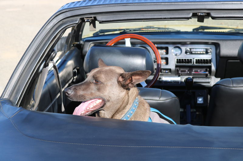 Illustration for article titled Harris Ranch C&C, Toby, and Sunchaser photodump